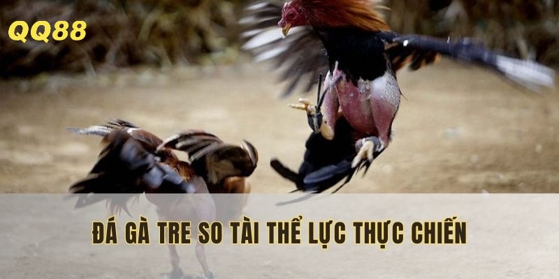 Giữ được nét đẹp chọi gà truyền thống